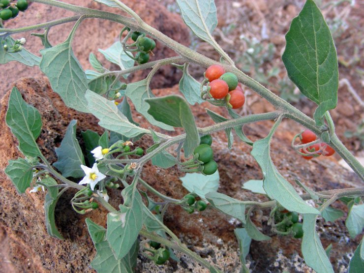 Solanum villosum (2).JPG