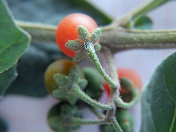 Solanum villosum (4).JPG