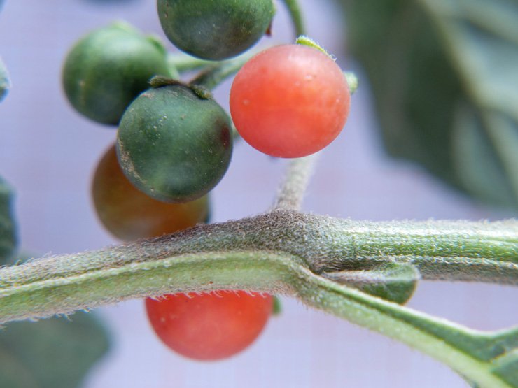 Solanum villosum (5).JPG