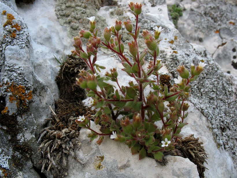 Saxifraga adscendens L. subsp. parnassica (Boiss. &amp; Hledr) Hayek