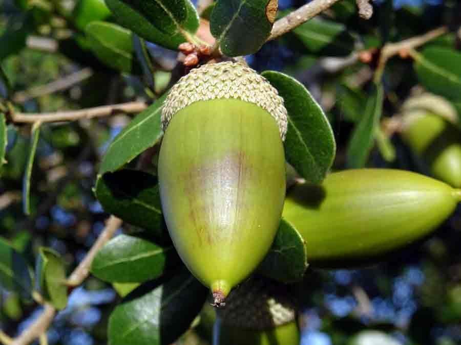 Quercus-coccifera-L..jpg