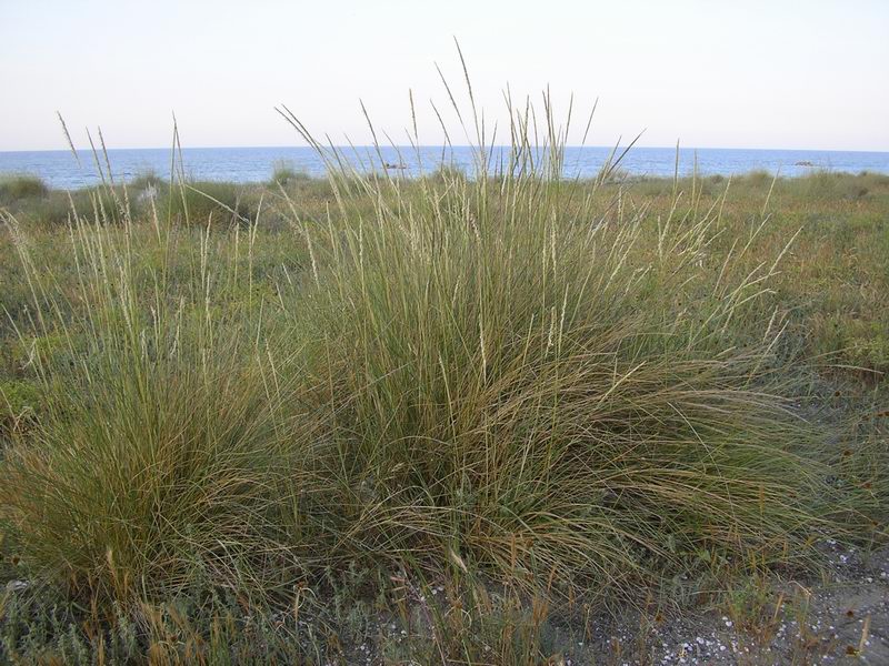 Ammophila arenaria (L.) Link subsp. australis