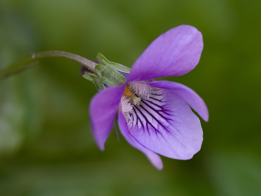Viola reichenbachiana (75913)