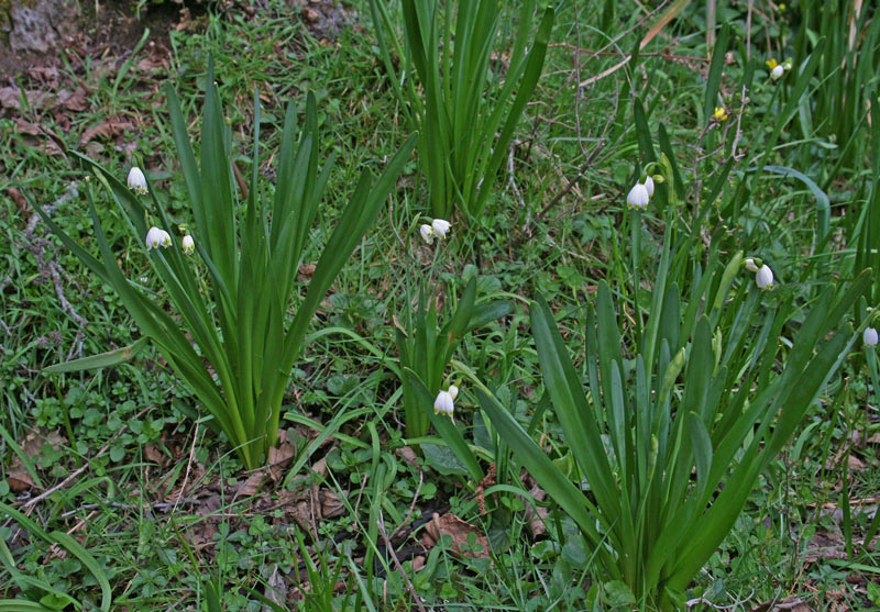 Leucojum aestivum L. subsp. pulchellum (Salisb.) Briq.