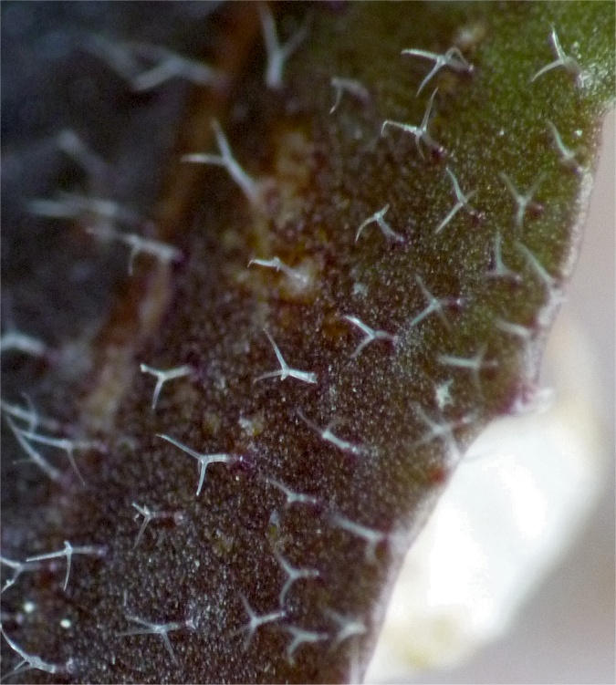 Arabidopsis thaliana {F 1722}