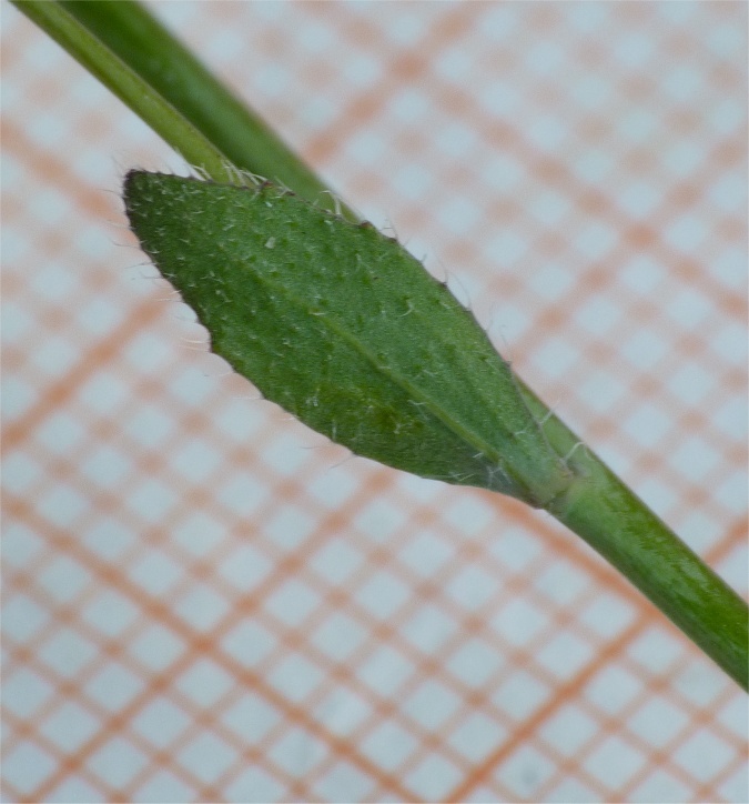 Arabidopsis thaliana {F 1722}