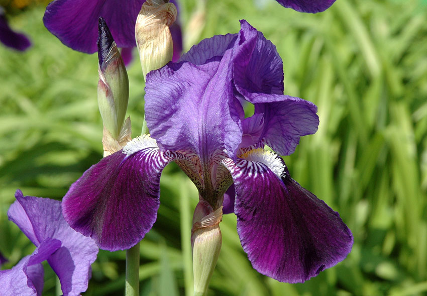 Iris germanica (80428)