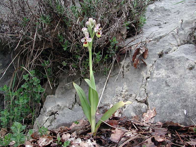 Ophrys-tenthredinifera1117.jpg