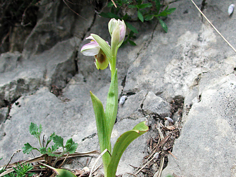 Ophrys-tenthrediniferaN766.jpg