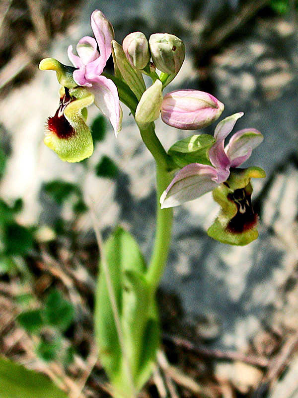 Ophrys-tenthredinifer062384.jpg