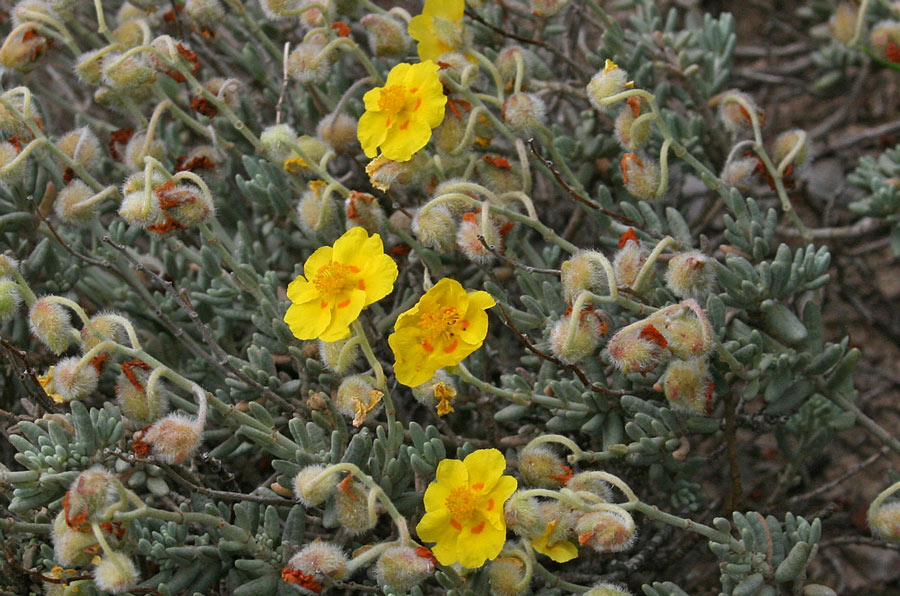 Helianthemum caput-felis Boiss. 11.jpg