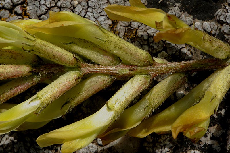 Astragalus aquilanus (83944)