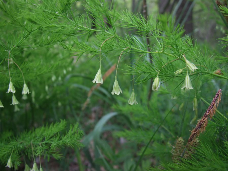 Asparagus tenuifolius (84373)