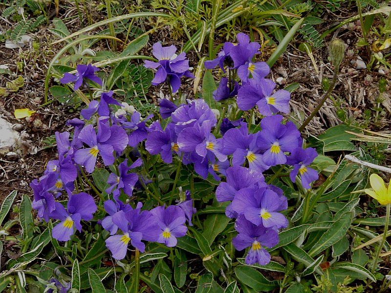 Viola eugeniae (85140)