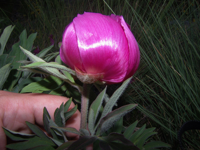 Paeonia huthii 1.jpg