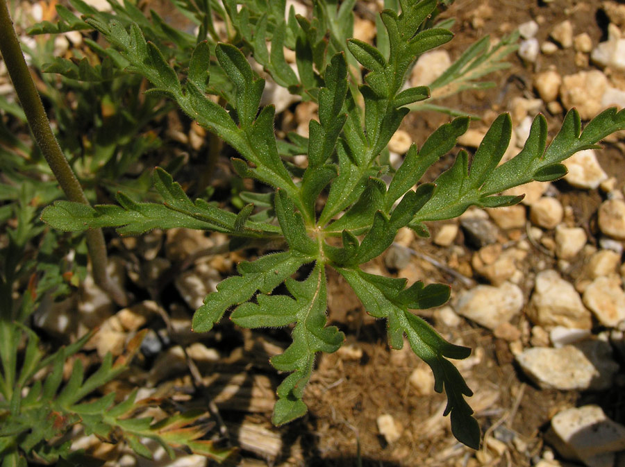 geranium_tuberosum1.jpg