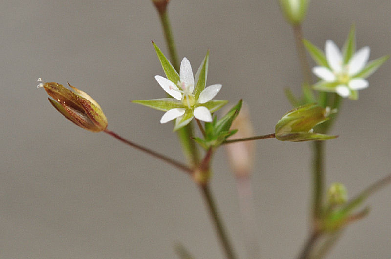 Sabulina tenuifolia (88472)