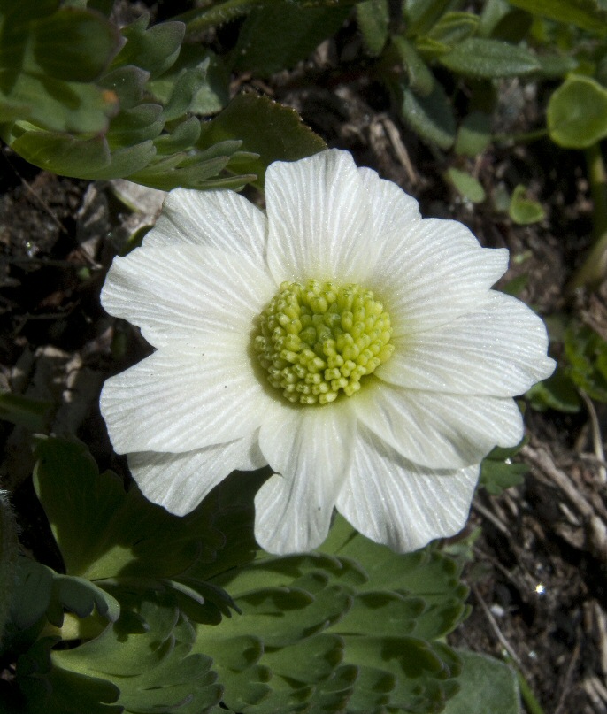 Callianthemum%20Coriandrifolium%20fiore-2010%2006%2024-Piamprato%20Soana.jpg