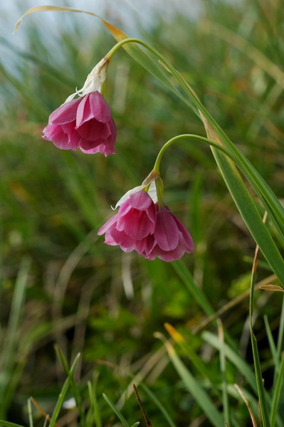 <i>Allium insubricum</i> Boiss. & Reut. ex Reut.
