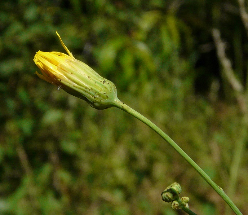 Sonchus arvensis L. subsp. uliginosus (M. Bieb.) Nyman {F 3072}