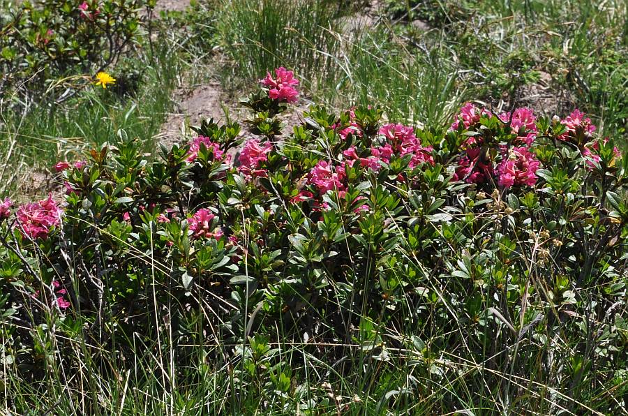 Rhododendron ferrugineum65 varena luglio 2010.jpg
