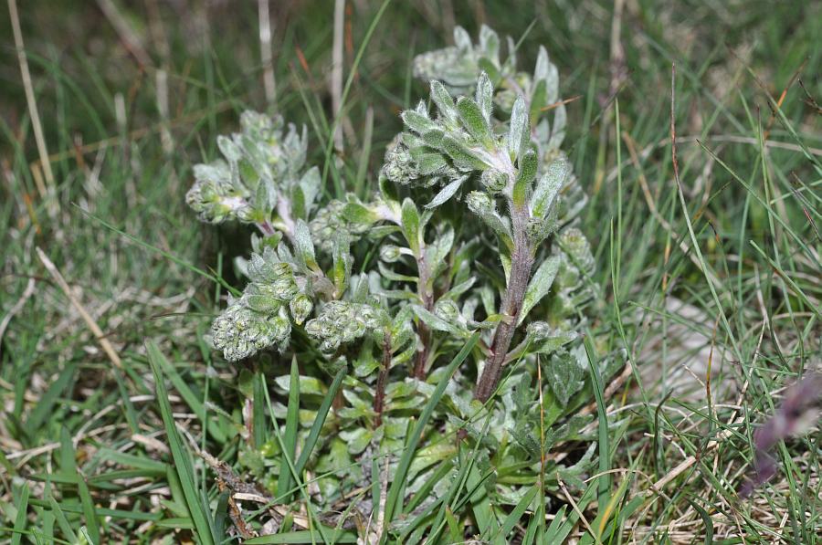 Artemisia genipi21 varena luglio 2010.jpg