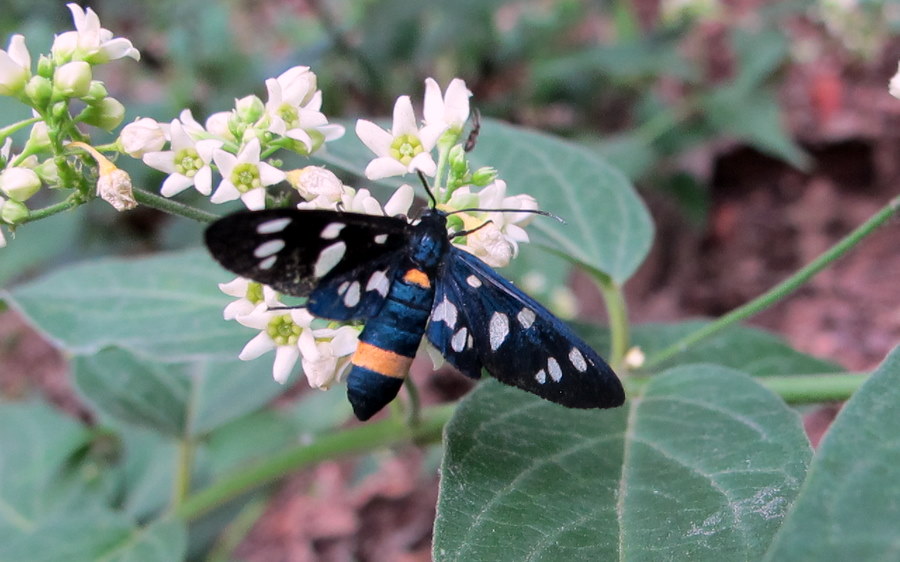 Amata phegea L. Lepidoptera, Arctiidae (Pretino) (1).JPG