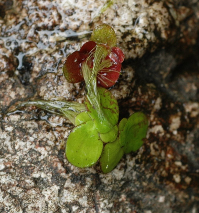 Spirodela polyrhiza (93553)