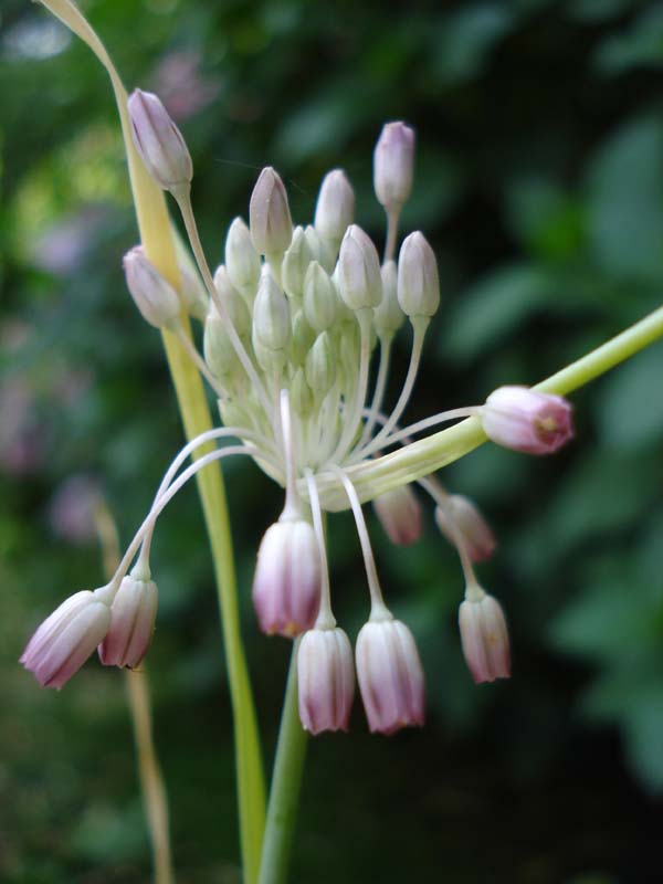 Allium garbarii (93842)