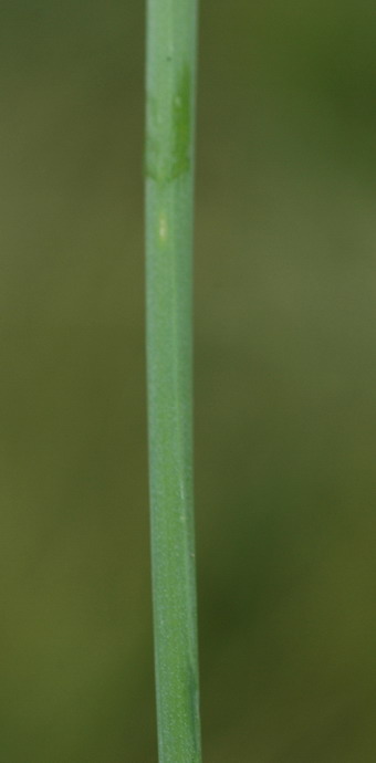 <i>Allium angulosum</i> L.