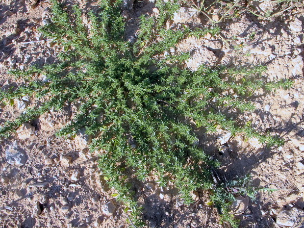 Amaranthus bitloides S. WatsonIMG_8418-1.JPG