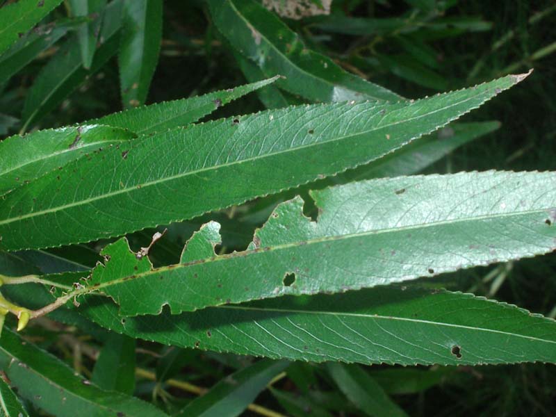 Salix fragilis L. 0551.jpg