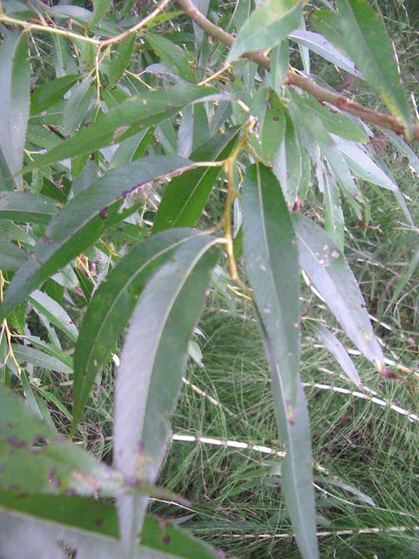 Salix fragilis L. 0552.jpg