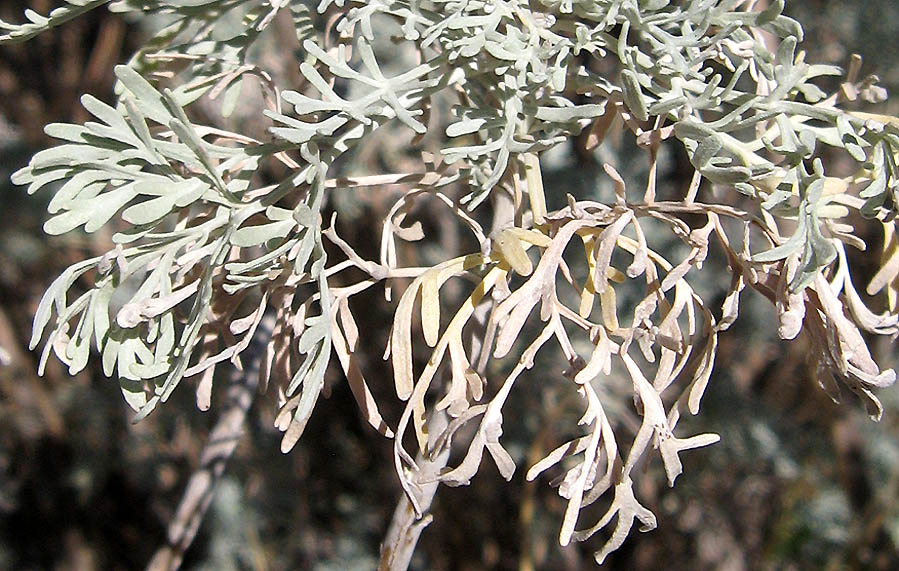 Artemisia_arborescens_18_08_2010_Tursi_7.jpg