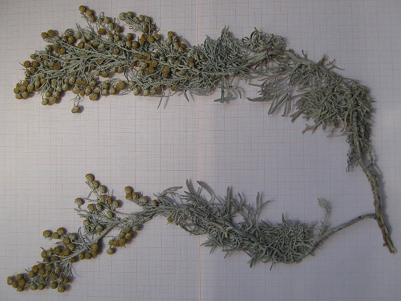 Artemisia_arborescens_01_05_2010_Tursi_12.jpg