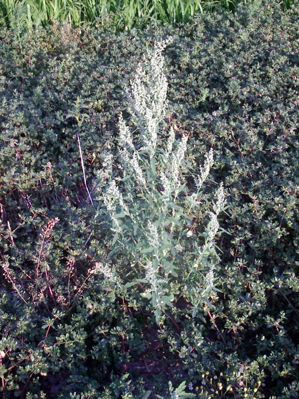 Chenopodium ficifolium (98627)
