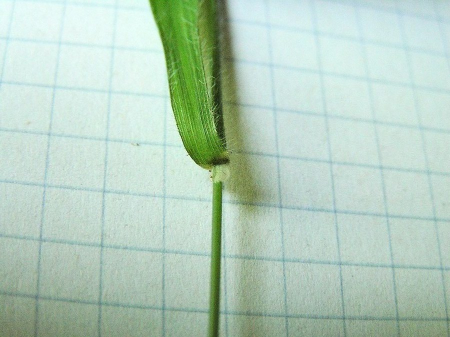 brachypodium_sylvaticum1.jpg